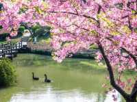 “Wuxi in Bloom: A Pink Reverie by the Lake”