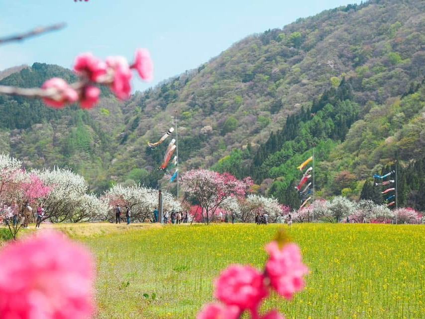 Peach Blossom Village, Nagano Prefecture | Trip.com Shimoina District