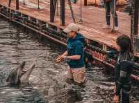 Swim with Dolphins in Kyushu: A One-Day Escape to Youra, Tsukumi