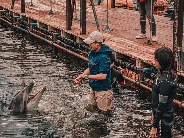 Swim with Dolphins in Kyushu: A One-Day Escape to Youra, Tsukumi