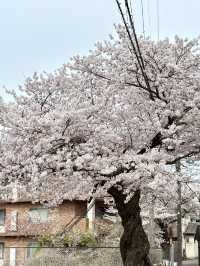 有馬碳酸泉源公園-結合自然景觀與歷史文化的美麗公園