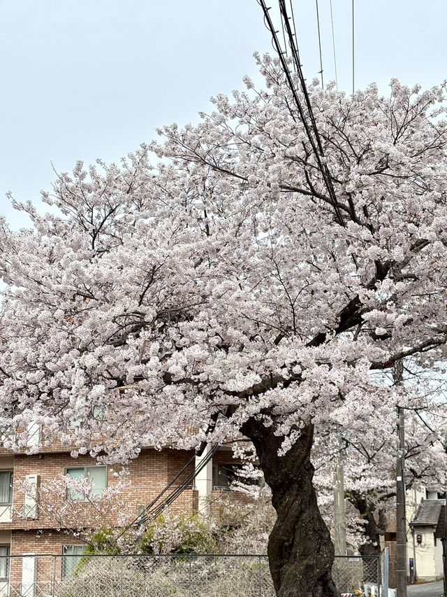 有馬碳酸泉源公園-結合自然景觀與歷史文化的美麗公園