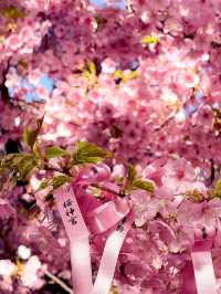 Sakura-Strolling in Sakura-Shinmachi: A Blooming Tribute to Spring