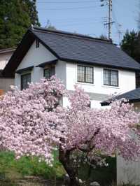 A Quiet Spring in Hakuba, Nagano 🌸🌿
