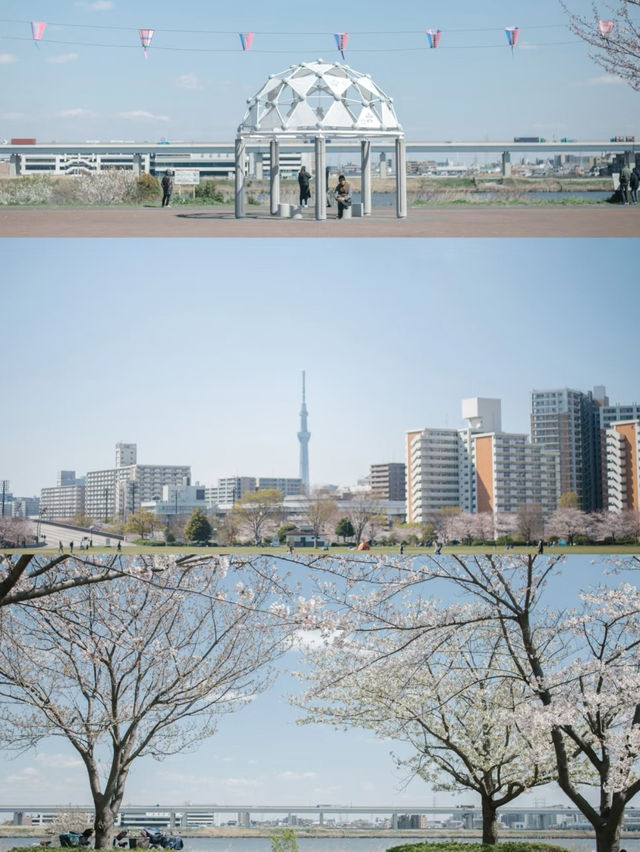 A Hidden Gem for Cherry Blossom Viewing in Tokyo 🌸✨