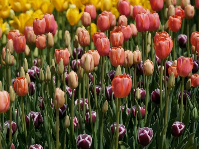 Tulip Festival in Korea