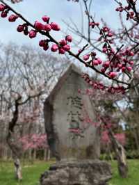 Maruyama Park: Where Amazing Cherry Blossoms
