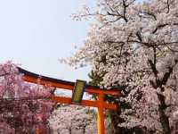 🌸 Secret Sakura Spot Alert: Hirano Shrine’s Midnight Magic! 🌙✨