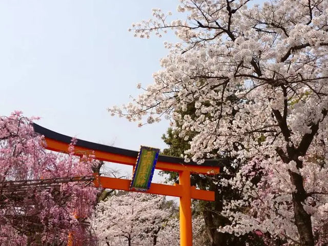🌸 Secret Sakura Spot Alert: Hirano Shrine’s Midnight Magic! 🌙✨