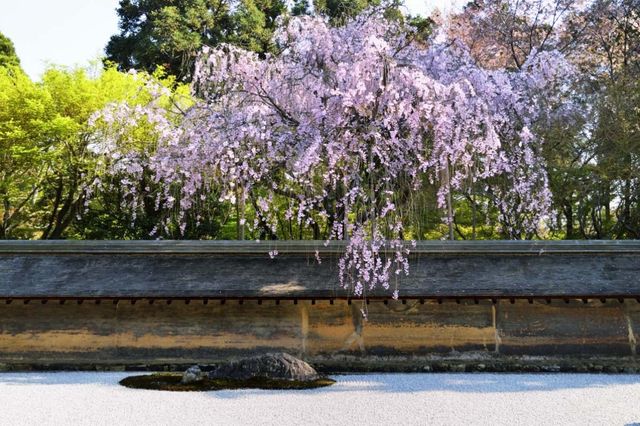 🌿 Ryoan-ji: Kyoto’s Zen Mystery in 15 Rocks 🌿