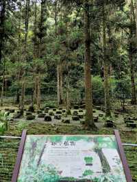 #福山植物園-新北市烏來區