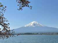Fuji’s Floral Majesty: The Timeless Beauty of Cherry Blossoms