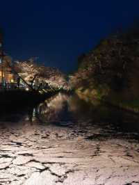Immerse in Pink Serenity: The Cherry Blossom Rain at Hirosaki Park