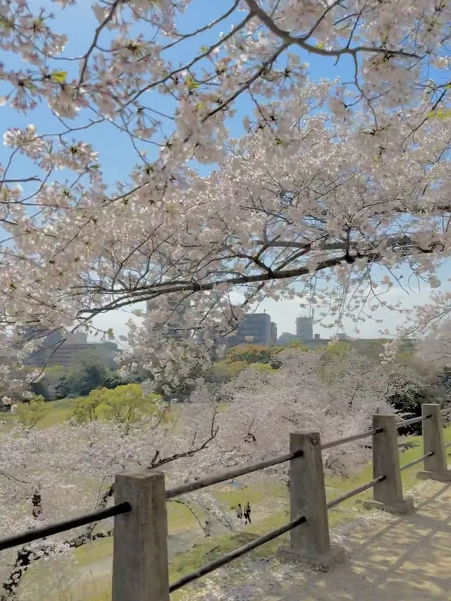 🌸 福岡賞櫻之旅：遇見春天最溫柔的微笑