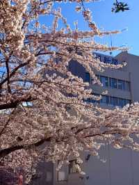 Chasing Cherry Blossoms in Hokkaido: A Magical Afternoon at Hakodate's Goryokaku Park