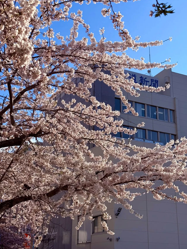 Chasing Cherry Blossoms in Hokkaido: A Magical Afternoon at Hakodate's Goryokaku Park