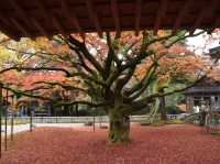 樹齢400年を超える大楓の紅葉