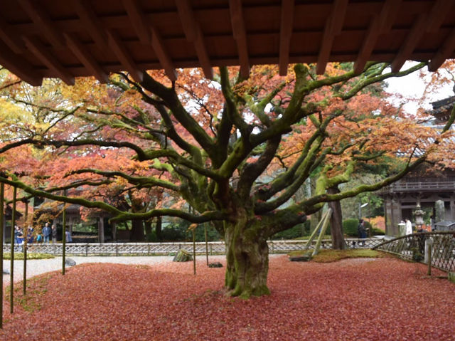 樹齢400年を超える大楓の紅葉