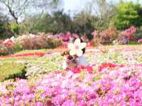 長崎 松本つつじ園｜春だけの絶景、ここにあり！