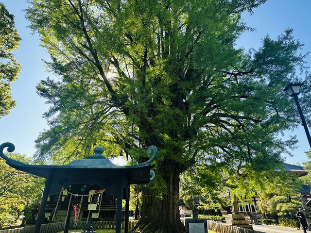 【 春の栃木② 】 あしかがフラワーパークと訪れたい近隣スポット🚶‍♀️