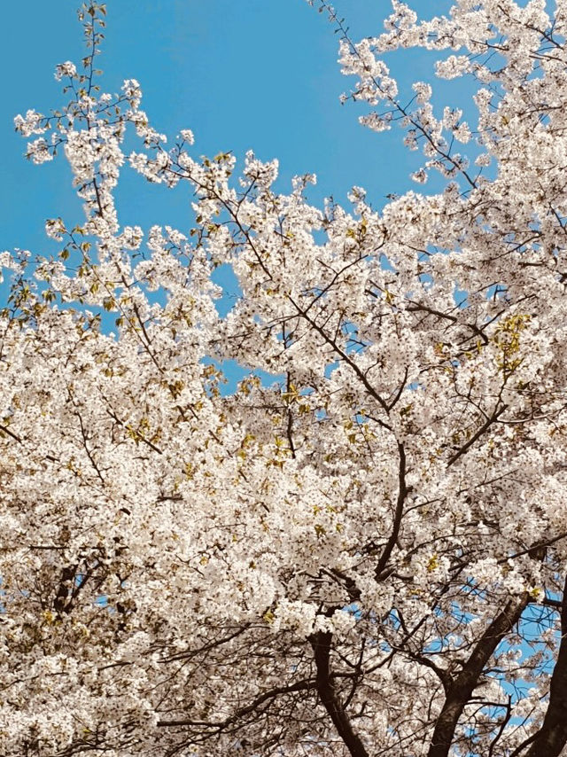 A Pink Embrace Above the at Subong Neighborhood Park