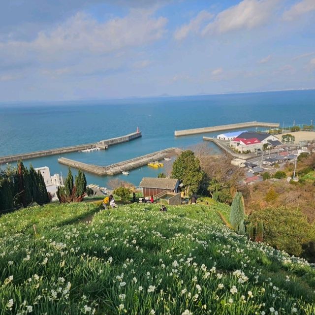 潮風に揺られる水仙の花