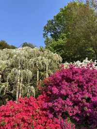 【足利】満開の藤の花を楽しもう