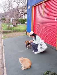 พาเที่ยวเกาะแมว Ainoshima Island