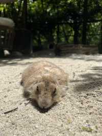 好玩程度破表！曼谷 Safari World 是我心中 No.1 的動物園