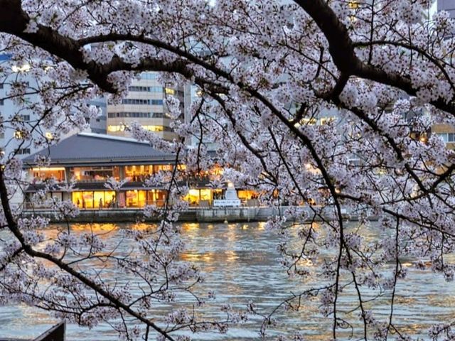 大阪城市綠洲---南天滿公園的櫻花長廊