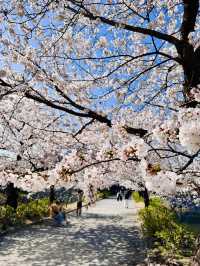 Petals and Postcards: A Stroll Beneath Fukuoka’s Cherry Blossom Canopy