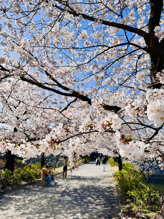 Petals and Postcards: A Stroll Beneath Fukuoka’s Cherry Blossom Canopy