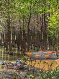 Reflections of Spring: Nature’s Calm at Haihong Wetland Park