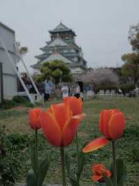จุดชมซากุระปราสาทโอซาก้า(Osaka Castle) 