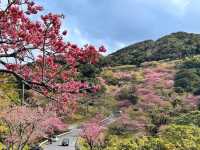 沖繩賞櫻---八重岳櫻之森公園，感受一下日本傳統祭典的氛圍！
