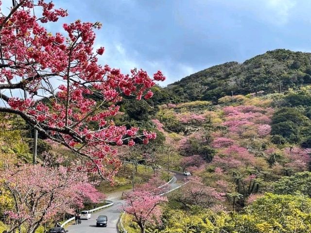 沖繩賞櫻---八重岳櫻之森公園，感受一下日本傳統祭典的氛圍！