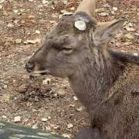 Just an Hour from Osaka: A Charming World of Deer, Temples & Tranquility