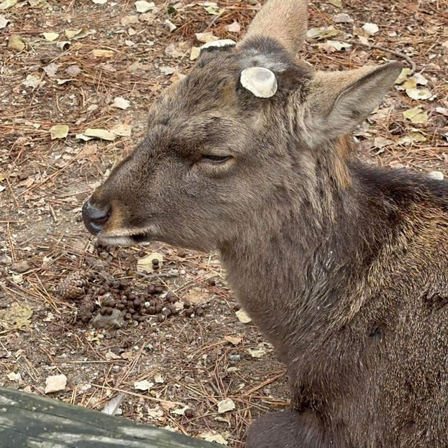 Just an Hour from Osaka: A Charming World of Deer, Temples & Tranquility