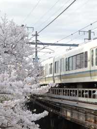 🌸 Nara Saho River – The Ultimate Low-Effort Cherry Blossom Walk