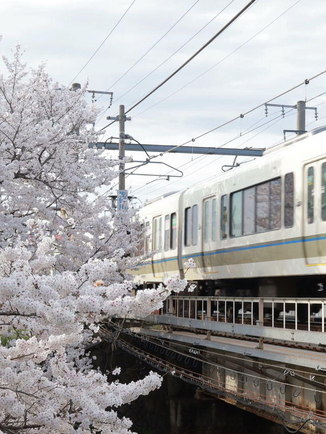 🌸 Nara Saho River – The Ultimate Low-Effort Cherry Blossom Walk