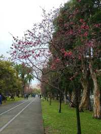 Cherry Blossoms & Skyline Views – A Sweet Surprise in Taipei