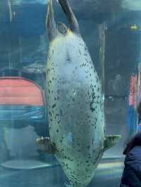 旭山動物園