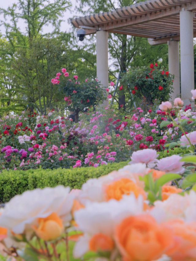🌼Flower Spotting Guide – Shanghai Expo Cultural Park Edition🌼