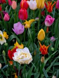 Spring in the Netherlands | A Palette of Artists and Nature 🌷🎨