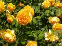 無料で楽しむ薔薇！港の見える丘公園にて