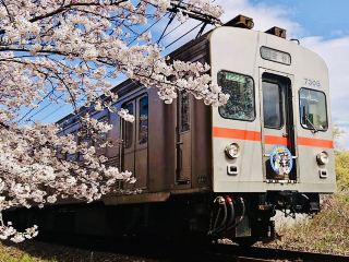 When in Ieyama's sakura tunnel