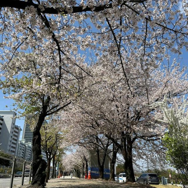Yeouido Hangang Park (Seoul)