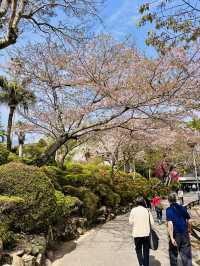 Bloom by the Boil: A Rare Spring View in Beppu’s Hell Valley