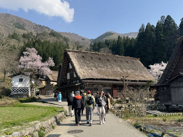 ⛰️ 白川郷・五箇山の合掌造り集落：雪国が育んだ日本の原風景 ❄️🏠
