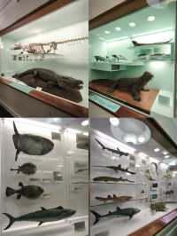 英國自然史博物館🏛人氣恐龍化石，大開眼界（Natural History Museum）